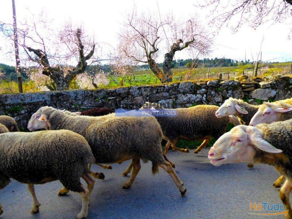 78.000m2 Terreno para Plantações e para construção Casa de Campo. Portugal, Alfândega da Fé. 78.000m2 Terreno para Plantações e para construção Casa de Campo. Portugal, Alfândega da Fé.