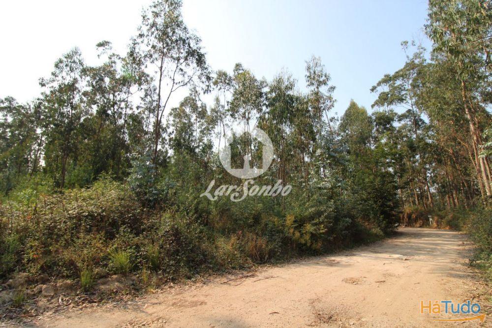 Terreno Florestal com 10.000m2 em Tougues - Vila do Conde