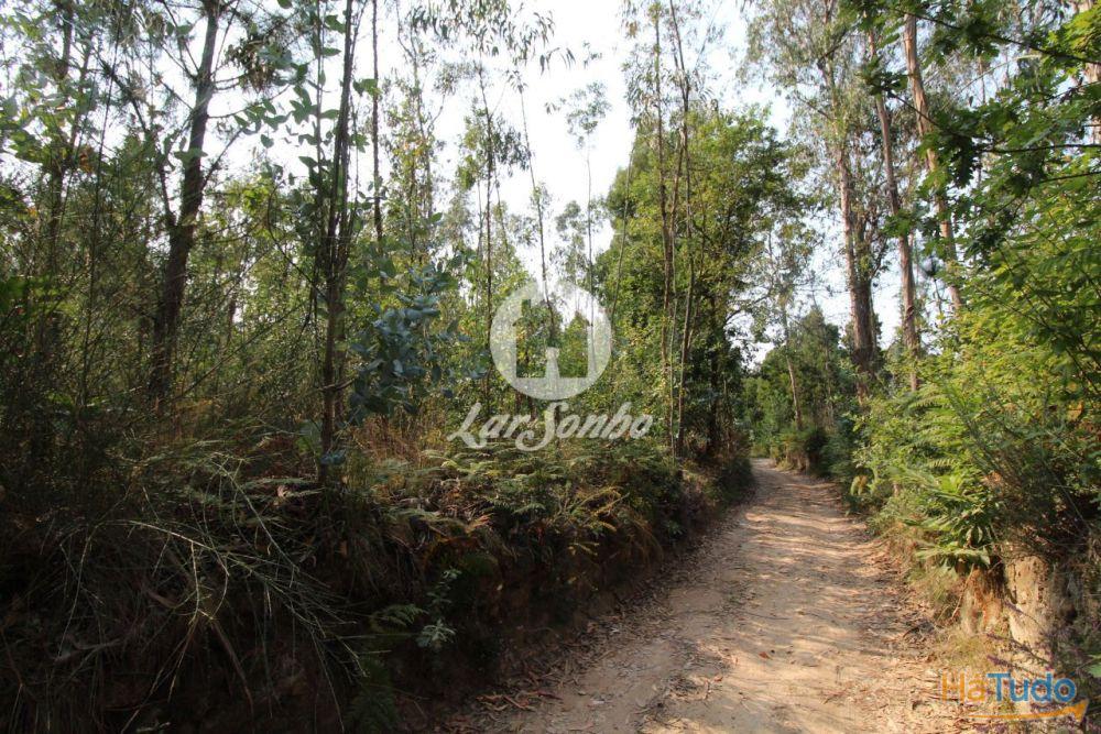 Terreno Florestal com 10.000m2 em Tougues - Vila do Conde