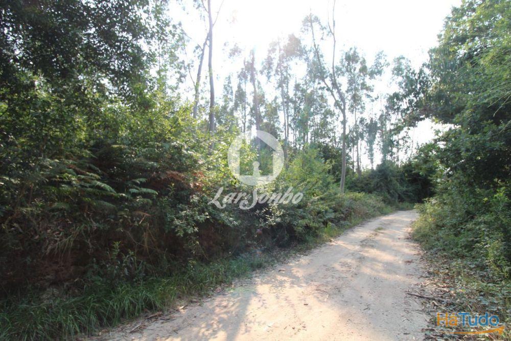 Terreno Florestal com 10.000m2 em Tougues - Vila do Conde
