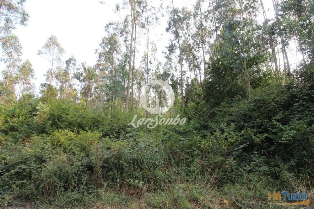 Terreno Florestal com 10.000m2 em Tougues - Vila do Conde