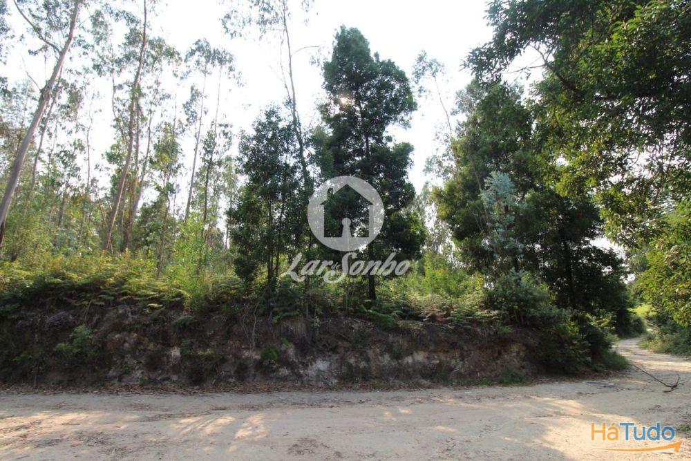 Terreno Florestal com 10.000m2 em Tougues - Vila do Conde