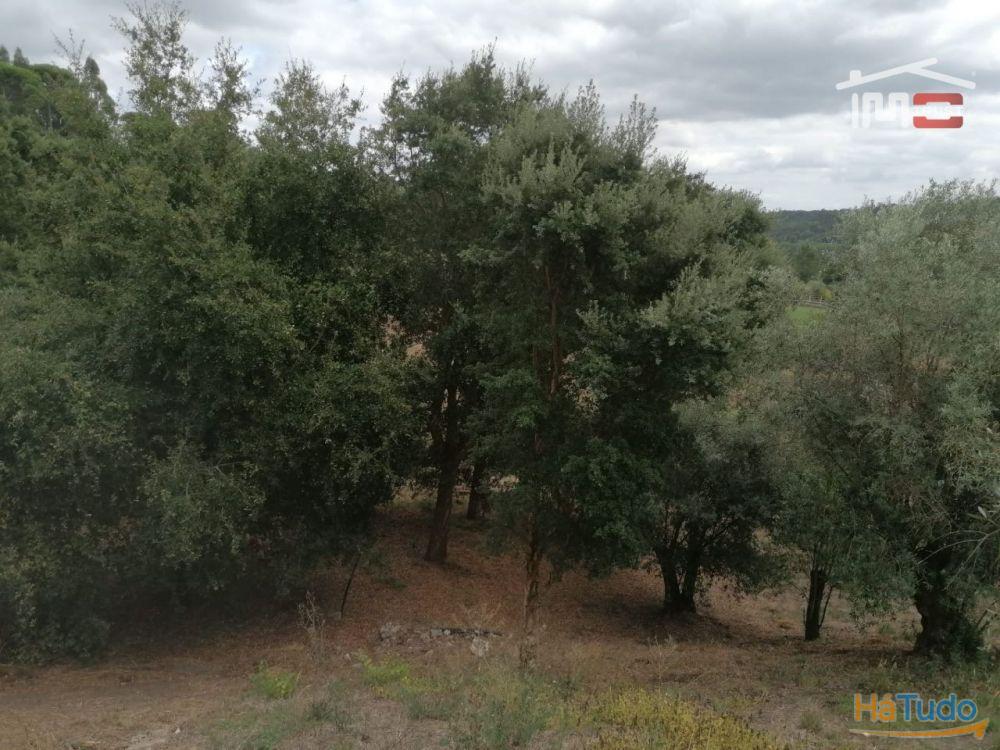 Barracão em terreno rústico no vale Freixo Barracão em terreno rústico no vale Freixo