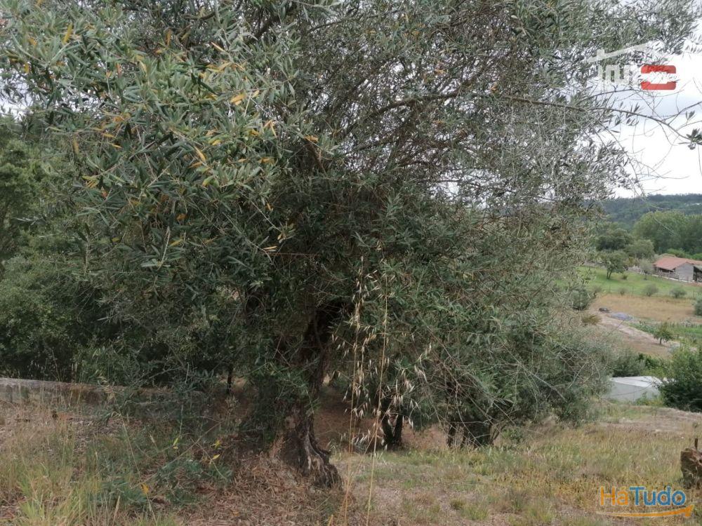 Barracão em terreno rústico no vale Freixo Barracão em terreno rústico no vale Freixo