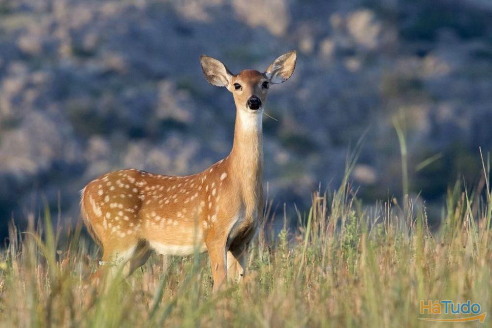 Vende-se Herdade de 12.000.000 m2, Portugal, Alentejo, Beja Vende-se Herdade de 12.000.000 m2, Portugal, Alentejo, Beja