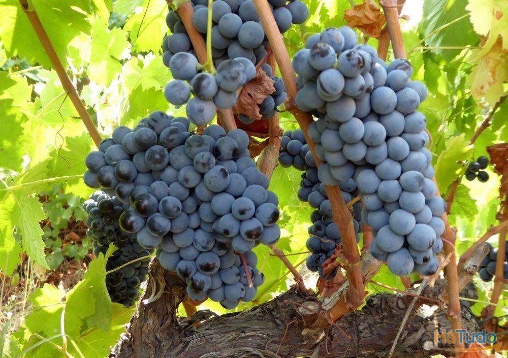 Vende-se Herdade de 12.000.000 m2, Portugal, Alentejo, Beja Vende-se Herdade de 12.000.000 m2, Portugal, Alentejo, Beja