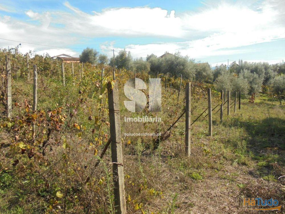 Terreno - Vila Nova de Poiares Terreno - Vila Nova de Poiares