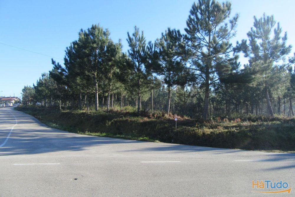 Terreno para construção na zona de Monte Real