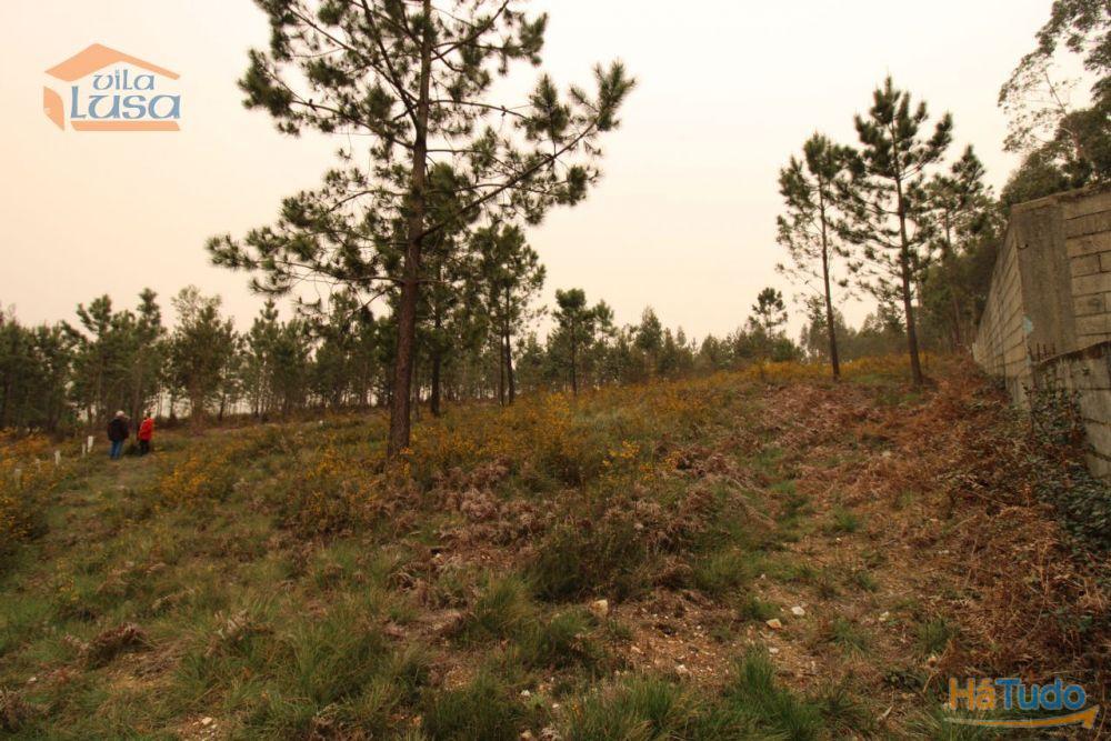 Terreno Olival com 11280 m2 Face a En 222 com 124 metros de Frente Terreno Olival com 11280 m2 Face a En 222 com 124 metros de Frente