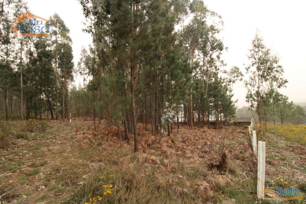 Terreno Olival com 11280 m2 Face a En 222 com 124 metros de Frente Terreno Olival com 11280 m2 Face a En 222 com 124 metros de Frente