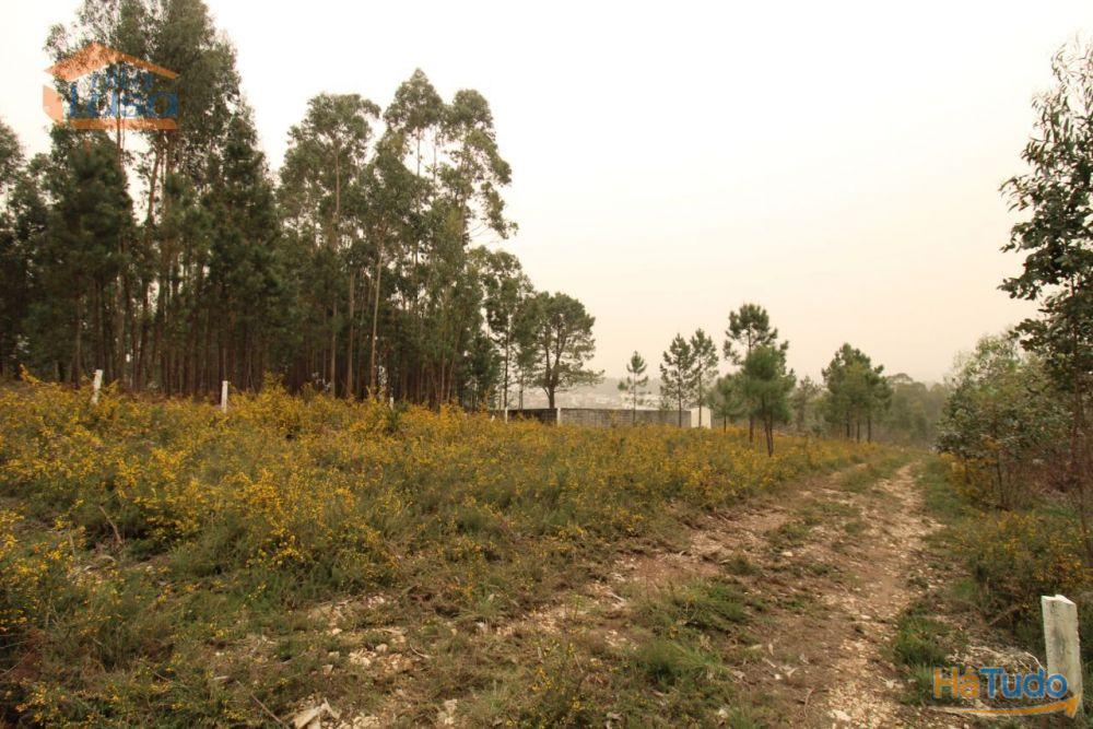 Terreno Olival com 11280 m2 Face a En 222 com 124 metros de Frente Terreno Olival com 11280 m2 Face a En 222 com 124 metros de Frente