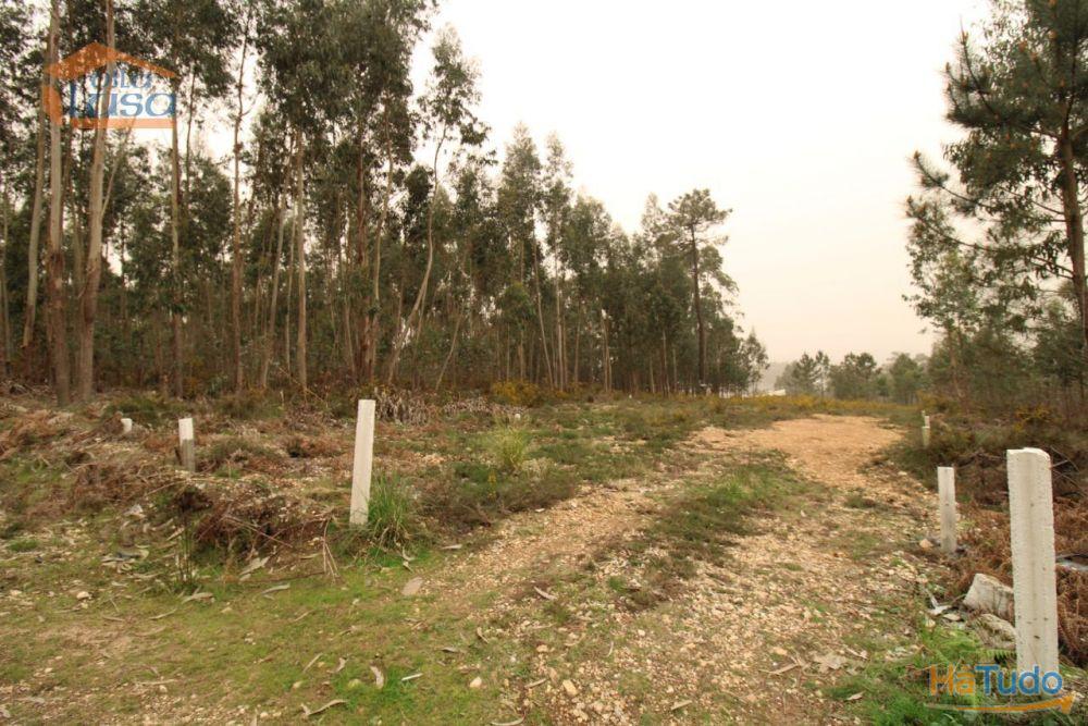 Terreno Olival com 11280 m2 Face a En 222 com 124 metros de Frente Terreno Olival com 11280 m2 Face a En 222 com 124 metros de Frente