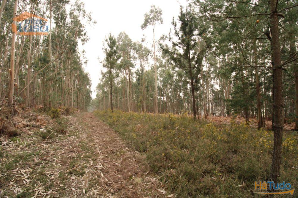 Terreno Olival com 11280 m2 Face a En 222 com 124 metros de Frente Terreno Olival com 11280 m2 Face a En 222 com 124 metros de Frente