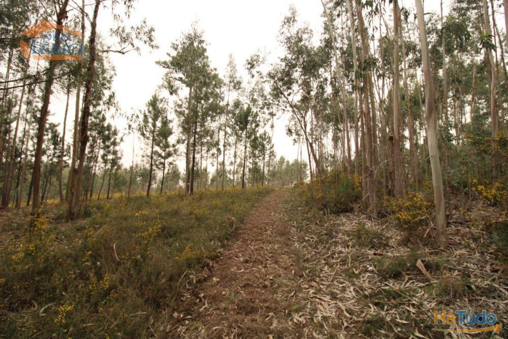 Terreno Olival com 11280 m2 Face a En 222 com 124 metros de Frente Terreno Olival com 11280 m2 Face a En 222 com 124 metros de Frente