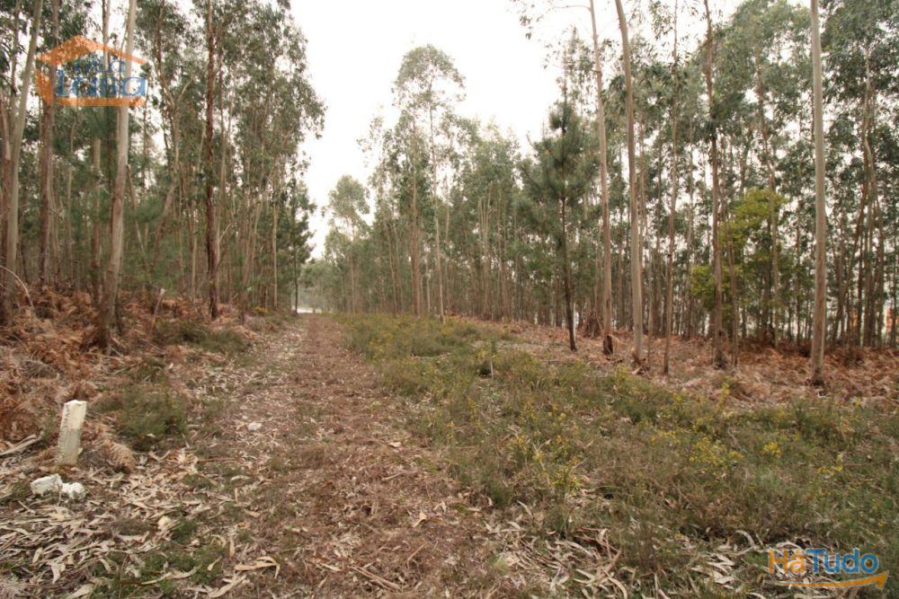 Terreno Olival com 11280 m2 Face a En 222 com 124 metros de Frente Terreno Olival com 11280 m2 Face a En 222 com 124 metros de Frente