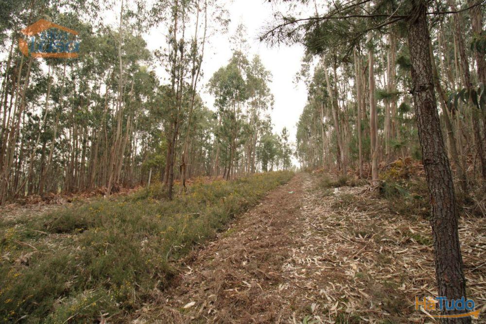 Terreno Olival com 11280 m2 Face a En 222 com 124 metros de Frente Terreno Olival com 11280 m2 Face a En 222 com 124 metros de Frente