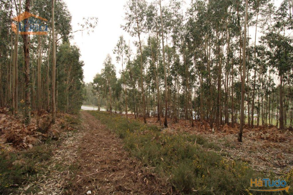 Terreno Olival com 11280 m2 Face a En 222 com 124 metros de Frente Terreno Olival com 11280 m2 Face a En 222 com 124 metros de Frente