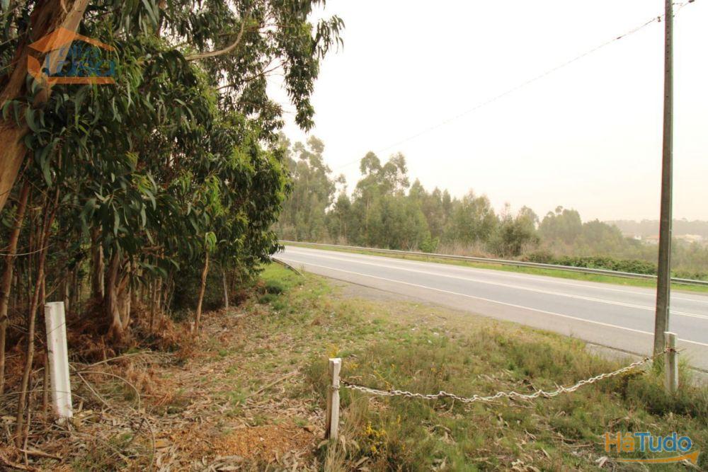 Terreno Olival com 11280 m2 Face a En 222 com 124 metros de Frente Terreno Olival com 11280 m2 Face a En 222 com 124 metros de Frente