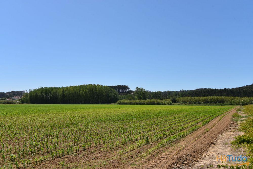 Terreno Agrícola com 56.000 m2