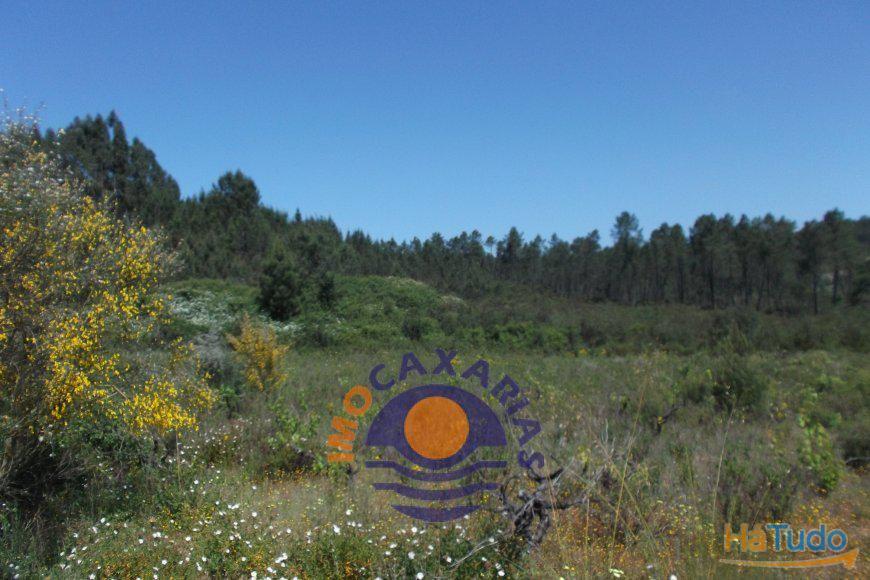 Terreno de pinhal e cultivo,   Santarém											  -   Ourém