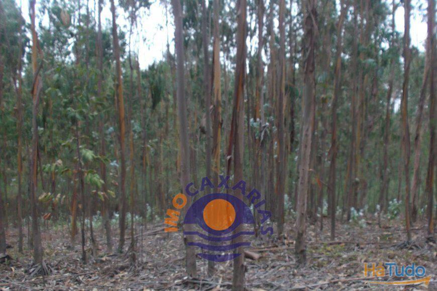 Terreno com pinhal e eucaliptos,   Santarém											  -   Ourém