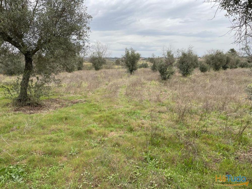 Terreno Rústico com cerca de 1,5Ha na freguesia da Orca Terreno Rústico com cerca de 1,5Ha na freguesia da Orca