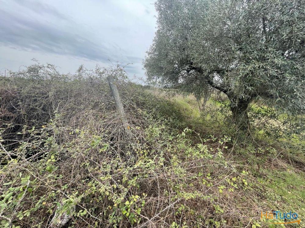 Terreno Rústico com cerca de 1,5Ha na freguesia da Orca Terreno Rústico com cerca de 1,5Ha na freguesia da Orca