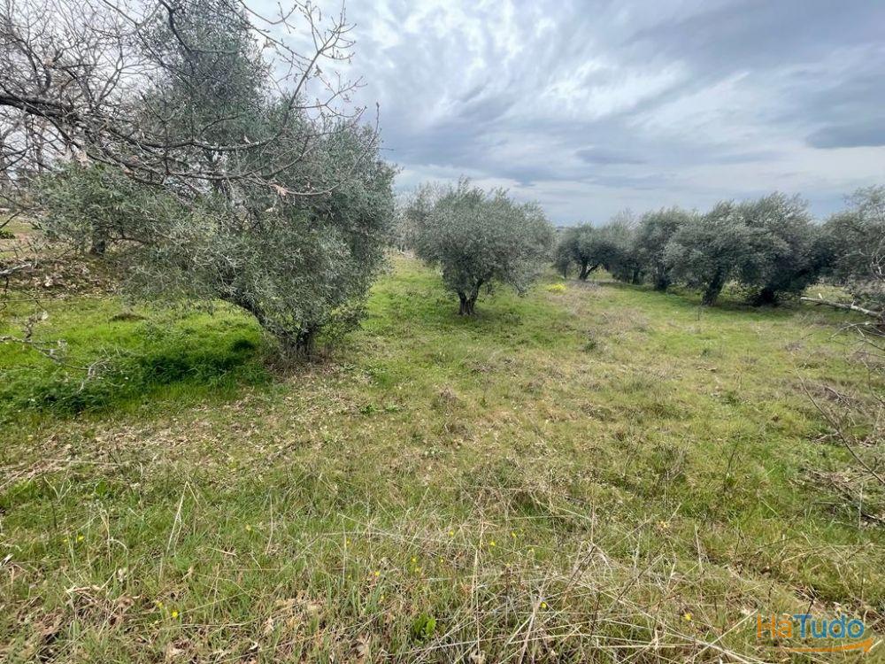 Terreno Rústico com cerca de 1,5Ha na freguesia da Orca Terreno Rústico com cerca de 1,5Ha na freguesia da Orca