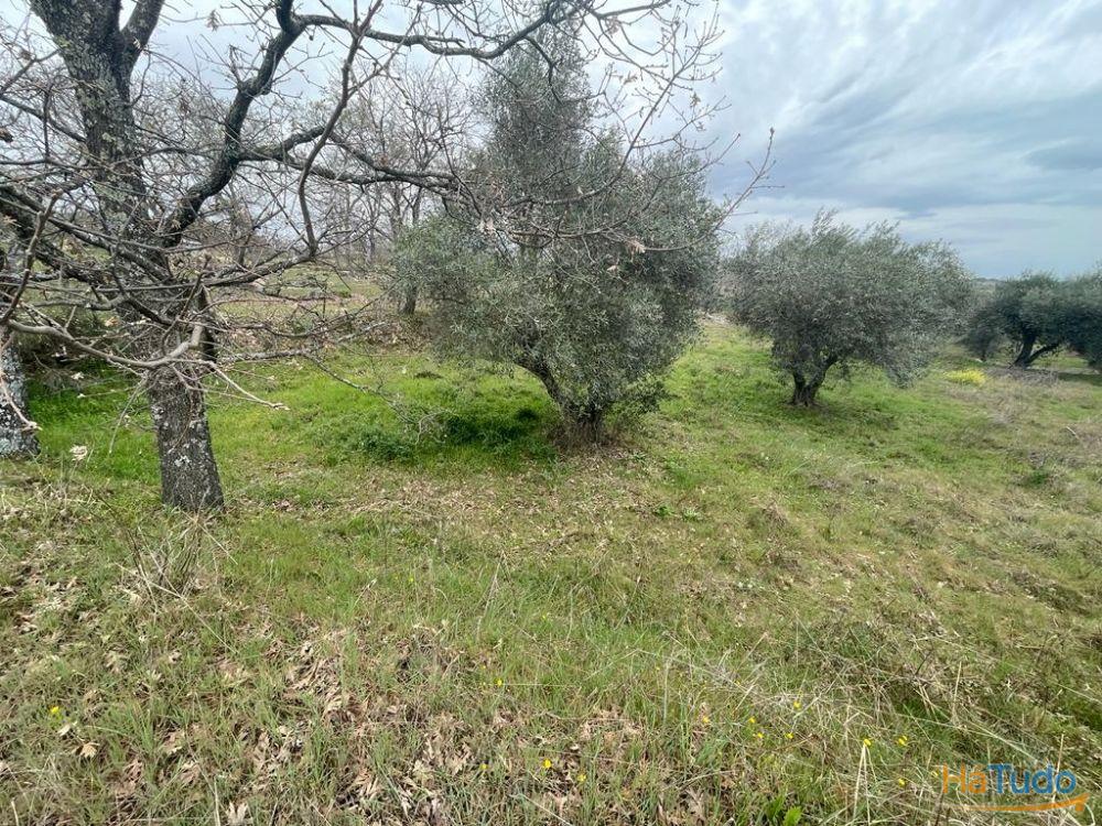 Terreno Rústico com cerca de 1,5Ha na freguesia da Orca Terreno Rústico com cerca de 1,5Ha na freguesia da Orca