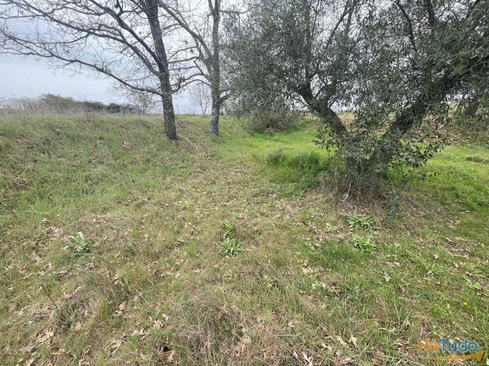 Terreno Rústico com cerca de 1,5Ha na freguesia da Orca Terreno Rústico com cerca de 1,5Ha na freguesia da Orca