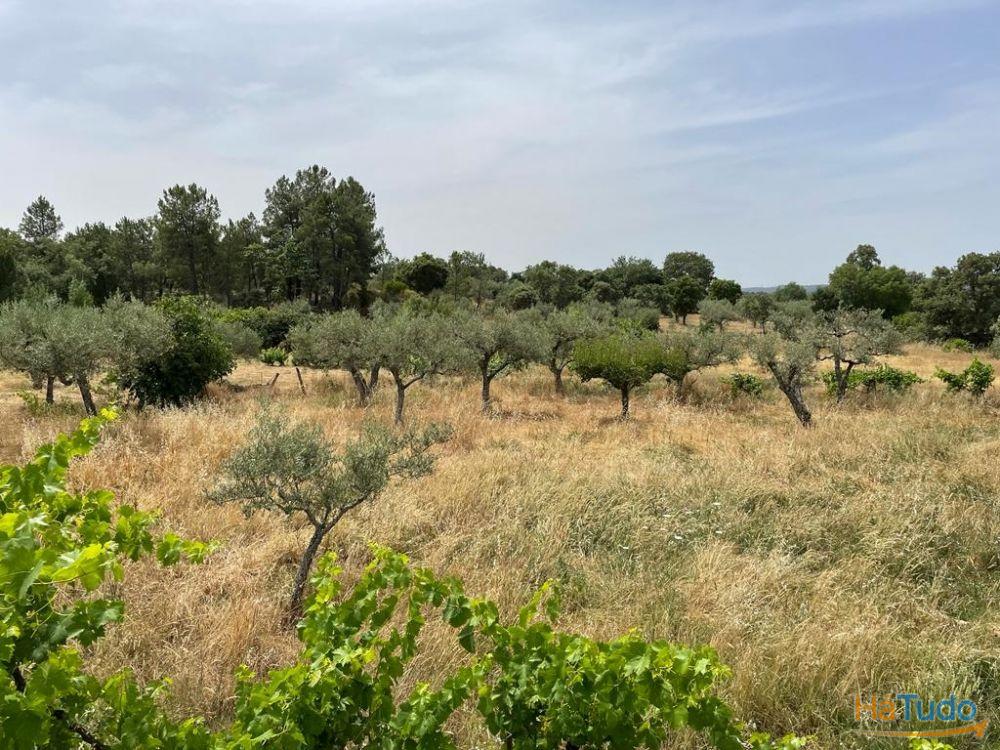 Quinta T1 Venda em Orca,Fundão Quinta T1 Venda em Orca,Fundão