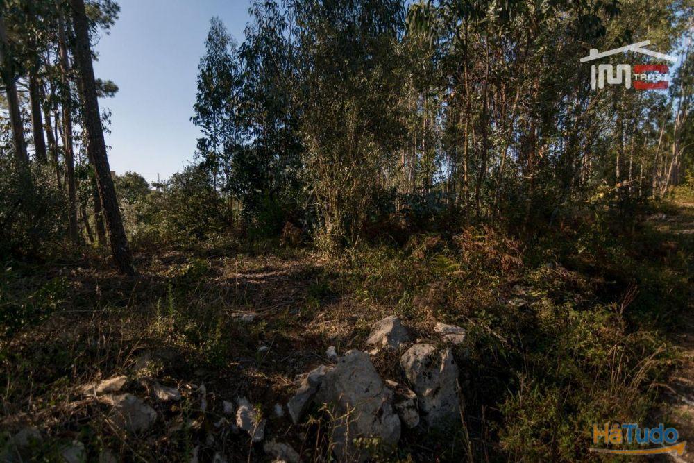 TERRENO RÚSTICO COM PINHAL, EUCALIPTOS E OLIVAL TERRENO RÚSTICO COM PINHAL, EUCALIPTOS E OLIVAL