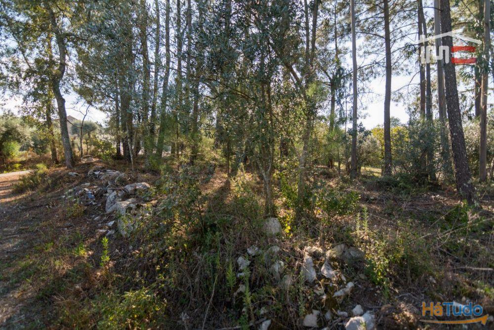TERRENO RÚSTICO COM PINHAL, EUCALIPTOS E OLIVAL TERRENO RÚSTICO COM PINHAL, EUCALIPTOS E OLIVAL