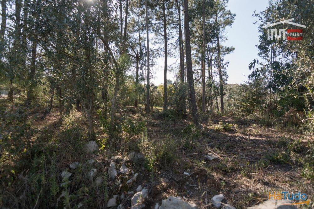 TERRENO RÚSTICO COM PINHAL, EUCALIPTOS E OLIVAL TERRENO RÚSTICO COM PINHAL, EUCALIPTOS E OLIVAL
