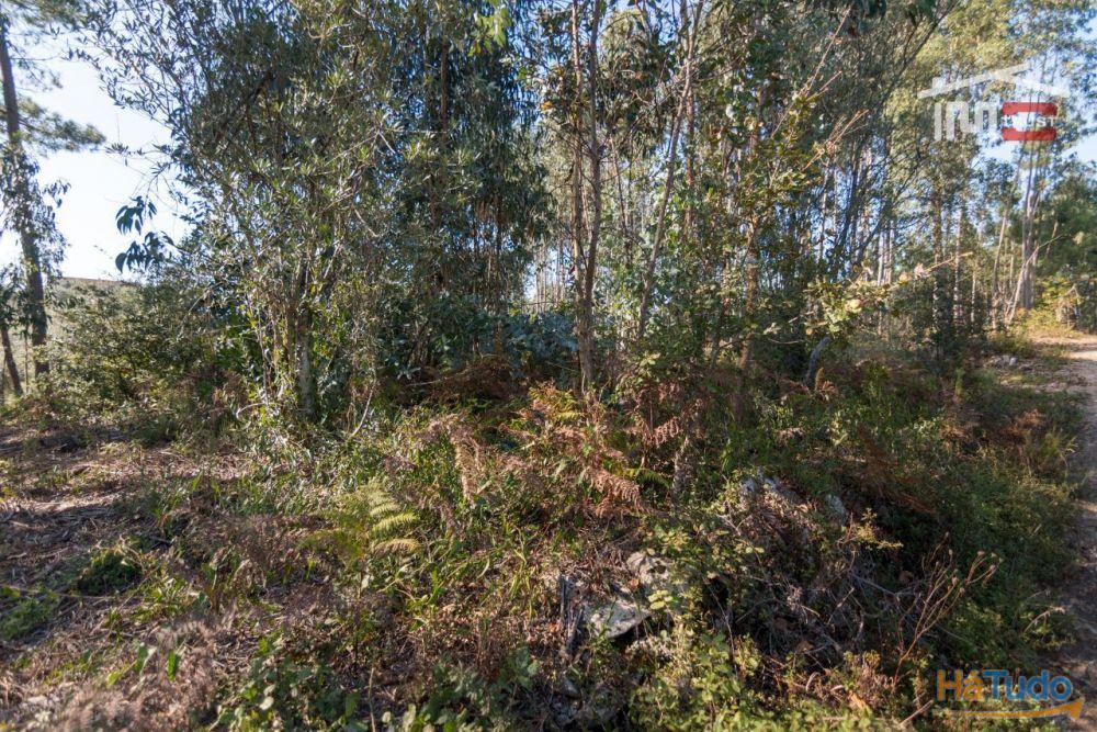 TERRENO RÚSTICO COM PINHAL, EUCALIPTOS E OLIVAL TERRENO RÚSTICO COM PINHAL, EUCALIPTOS E OLIVAL