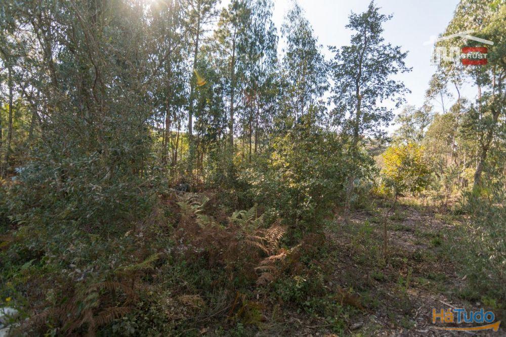 TERRENO RÚSTICO COM PINHAL, EUCALIPTOS E OLIVAL TERRENO RÚSTICO COM PINHAL, EUCALIPTOS E OLIVAL