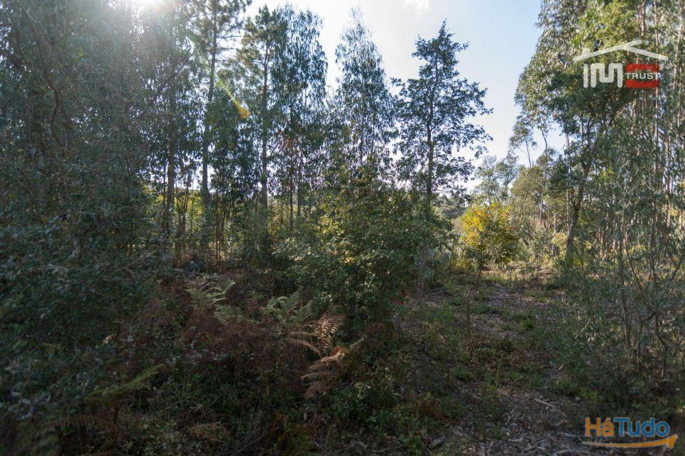TERRENO RÚSTICO COM PINHAL, EUCALIPTOS E OLIVAL TERRENO RÚSTICO COM PINHAL, EUCALIPTOS E OLIVAL
