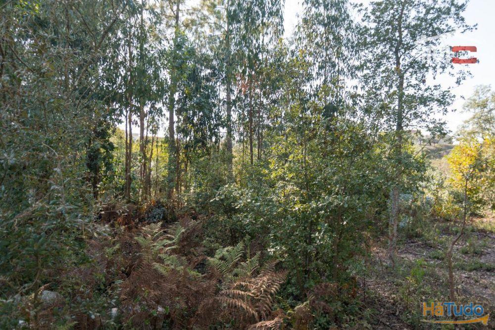 TERRENO RÚSTICO COM PINHAL, EUCALIPTOS E OLIVAL TERRENO RÚSTICO COM PINHAL, EUCALIPTOS E OLIVAL