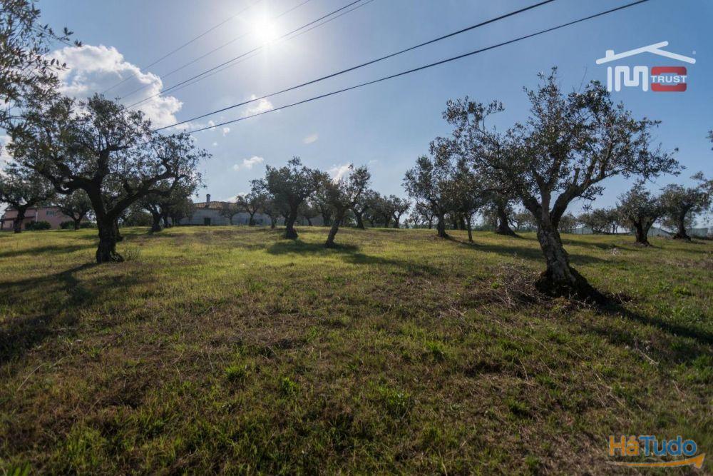 TERRENO DE CULTURA COM OLIVEIRAS EM SOBRAL DA GRANJA TERRENO DE CULTURA COM OLIVEIRAS EM SOBRAL DA GRANJA