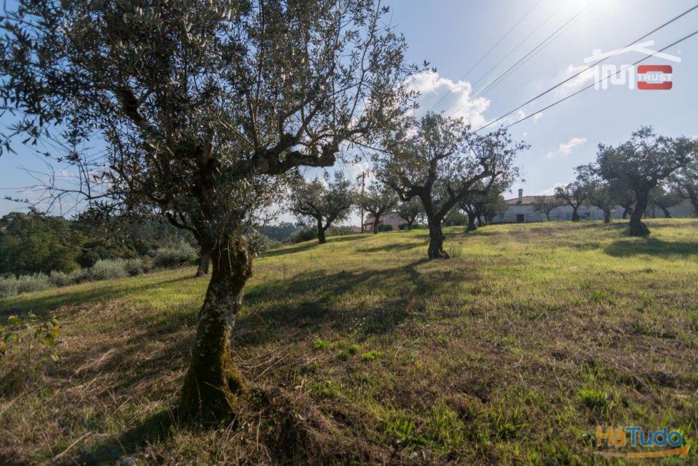 TERRENO DE CULTURA COM OLIVEIRAS EM SOBRAL DA GRANJA TERRENO DE CULTURA COM OLIVEIRAS EM SOBRAL DA GRANJA
