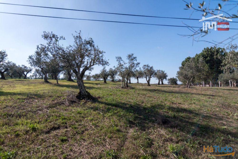 TERRENO DE CULTURA COM OLIVEIRAS EM SOBRAL DA GRANJA TERRENO DE CULTURA COM OLIVEIRAS EM SOBRAL DA GRANJA