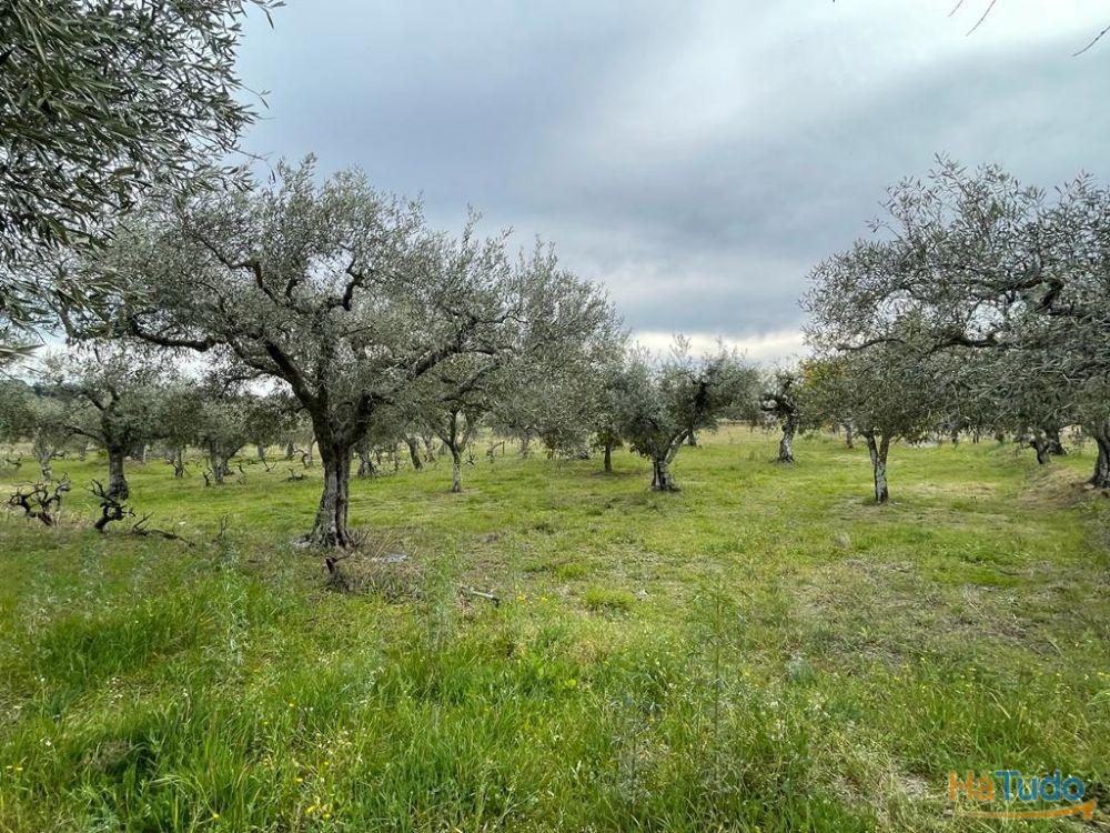 Quinta com 1,77Ha na Orca - Fundão Quinta com 1,77Ha na Orca - Fundão