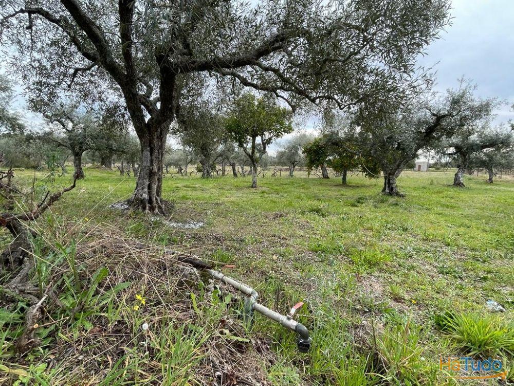 Quinta com 1,77Ha na Orca - Fundão Quinta com 1,77Ha na Orca - Fundão