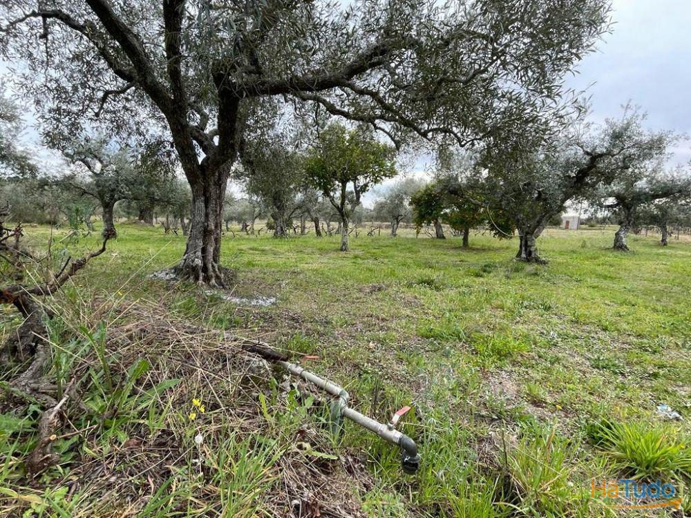 Quinta com 1,77Ha na Orca - Fundão Quinta com 1,77Ha na Orca - Fundão