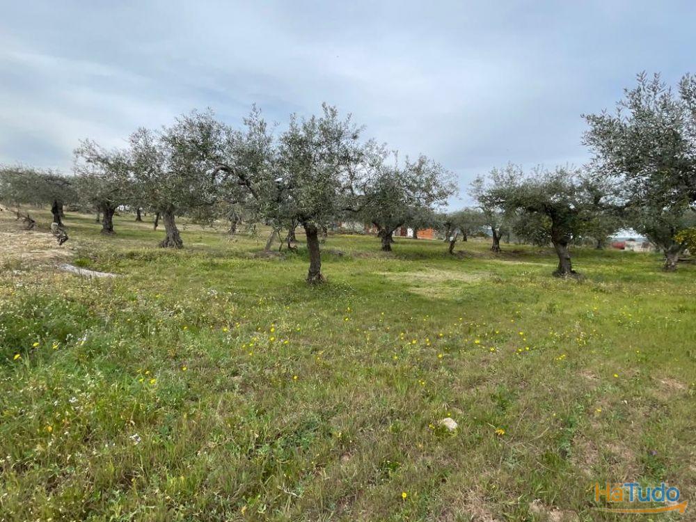 Quinta com 1,77Ha na Orca - Fundão Quinta com 1,77Ha na Orca - Fundão