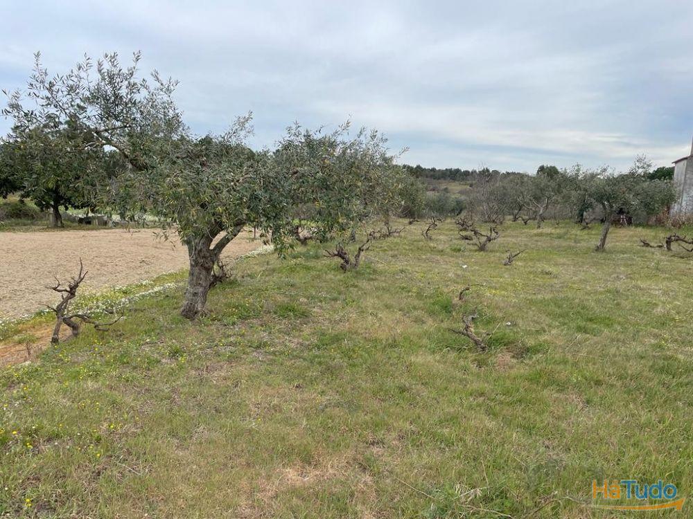 Quinta com 1,77Ha na Orca - Fundão Quinta com 1,77Ha na Orca - Fundão