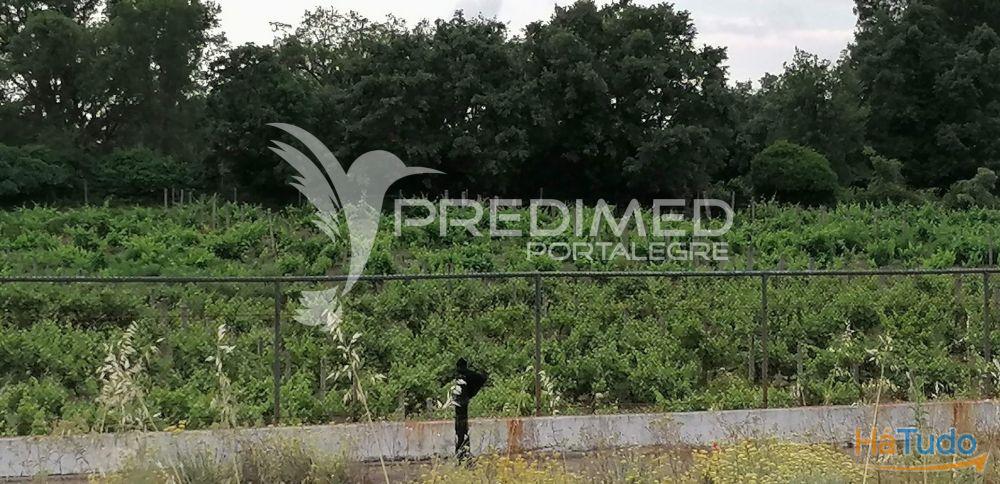 Quinta na Serra de S. Mamede - Portalegre Quinta na Serra de S. Mamede - Portalegre