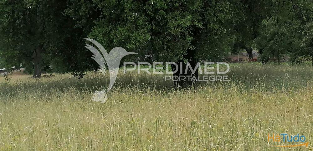 Quinta na Serra de S. Mamede - Portalegre Quinta na Serra de S. Mamede - Portalegre