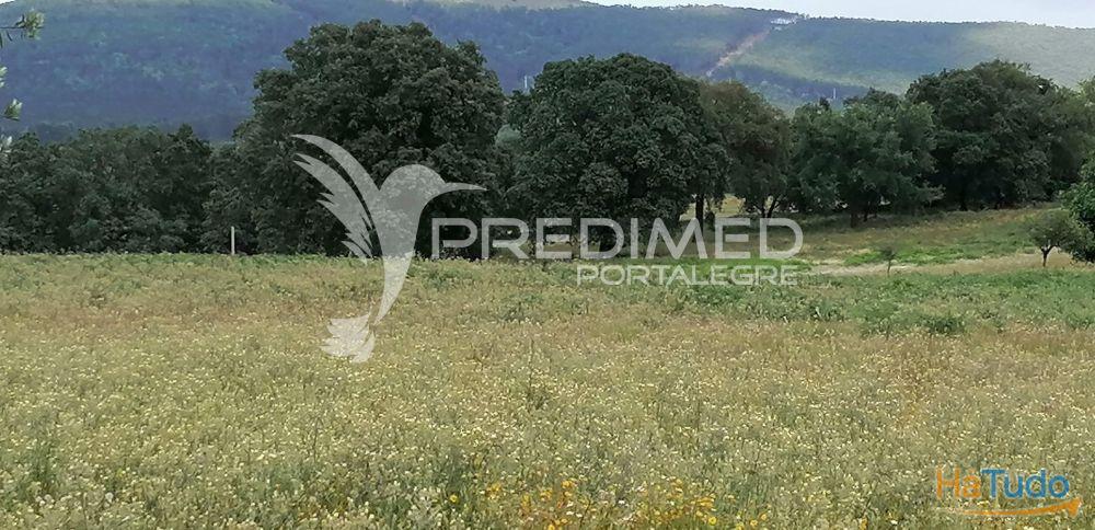 Quinta na Serra de S. Mamede - Portalegre Quinta na Serra de S. Mamede - Portalegre