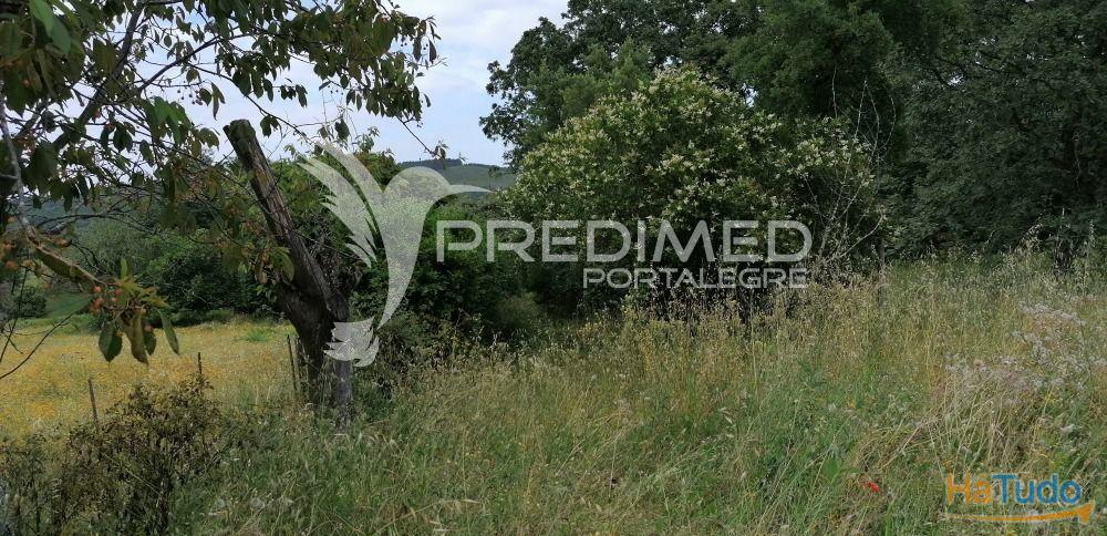 Quinta na Serra de S. Mamede - Portalegre Quinta na Serra de S. Mamede - Portalegre